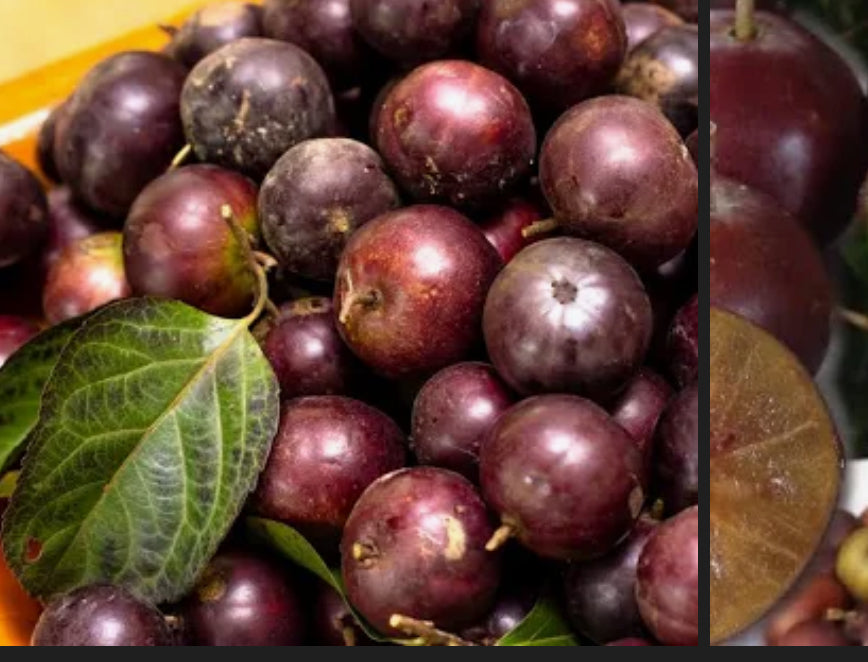 Governor's Plum Fruit 1.5 lbs (Unfortunately Governor's Plum Fruit is on California's do not ship from Florida list)