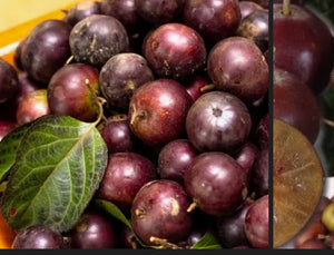 Governor's Plum Fruit 1.5 lbs (Unfortunately Governor's Plum Fruit is on California's do not ship from Florida list)