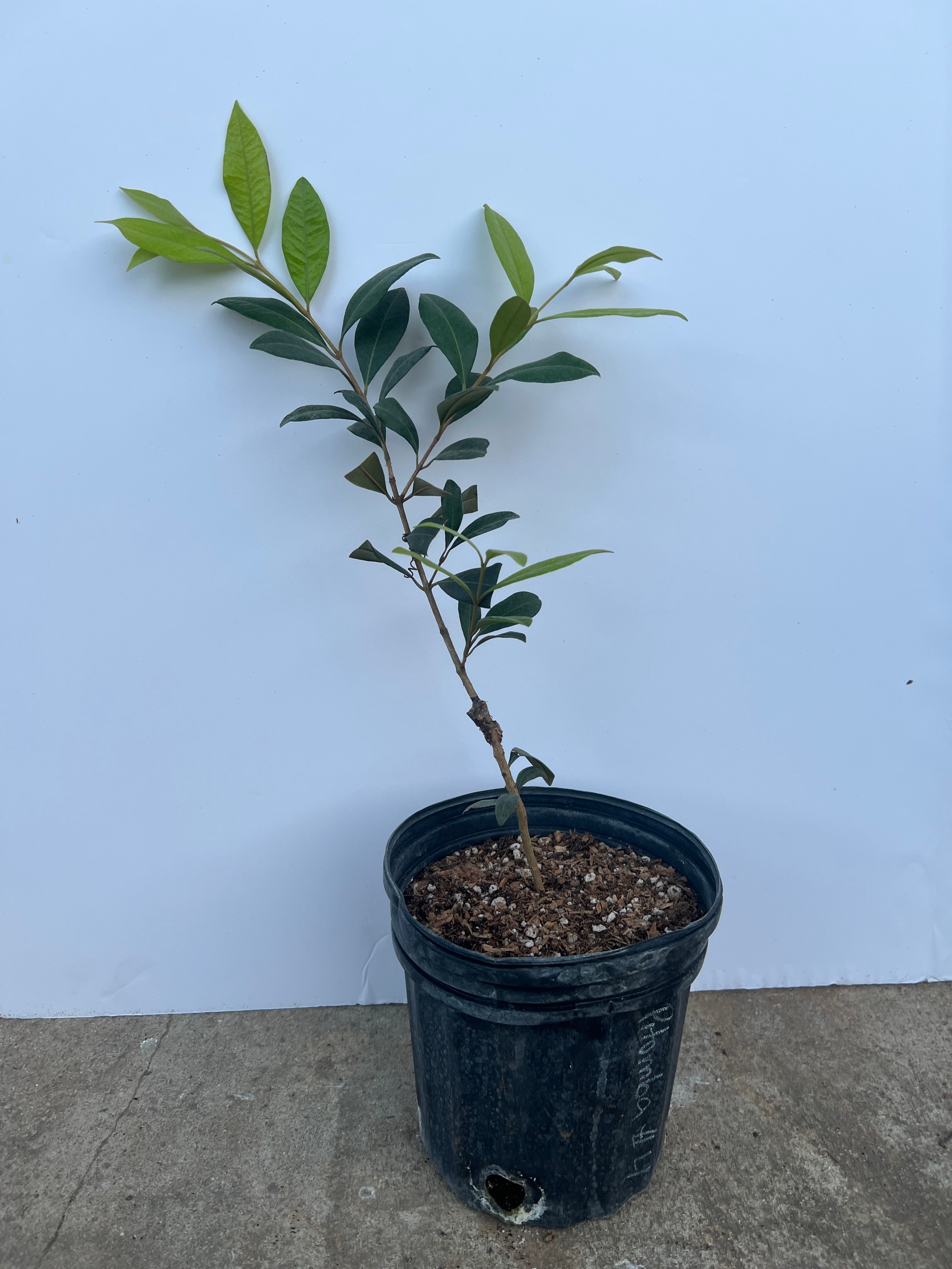 1 qt plant pot Grafted Pitomba Tree 1 Gallon Pot – Lara Farms Miami