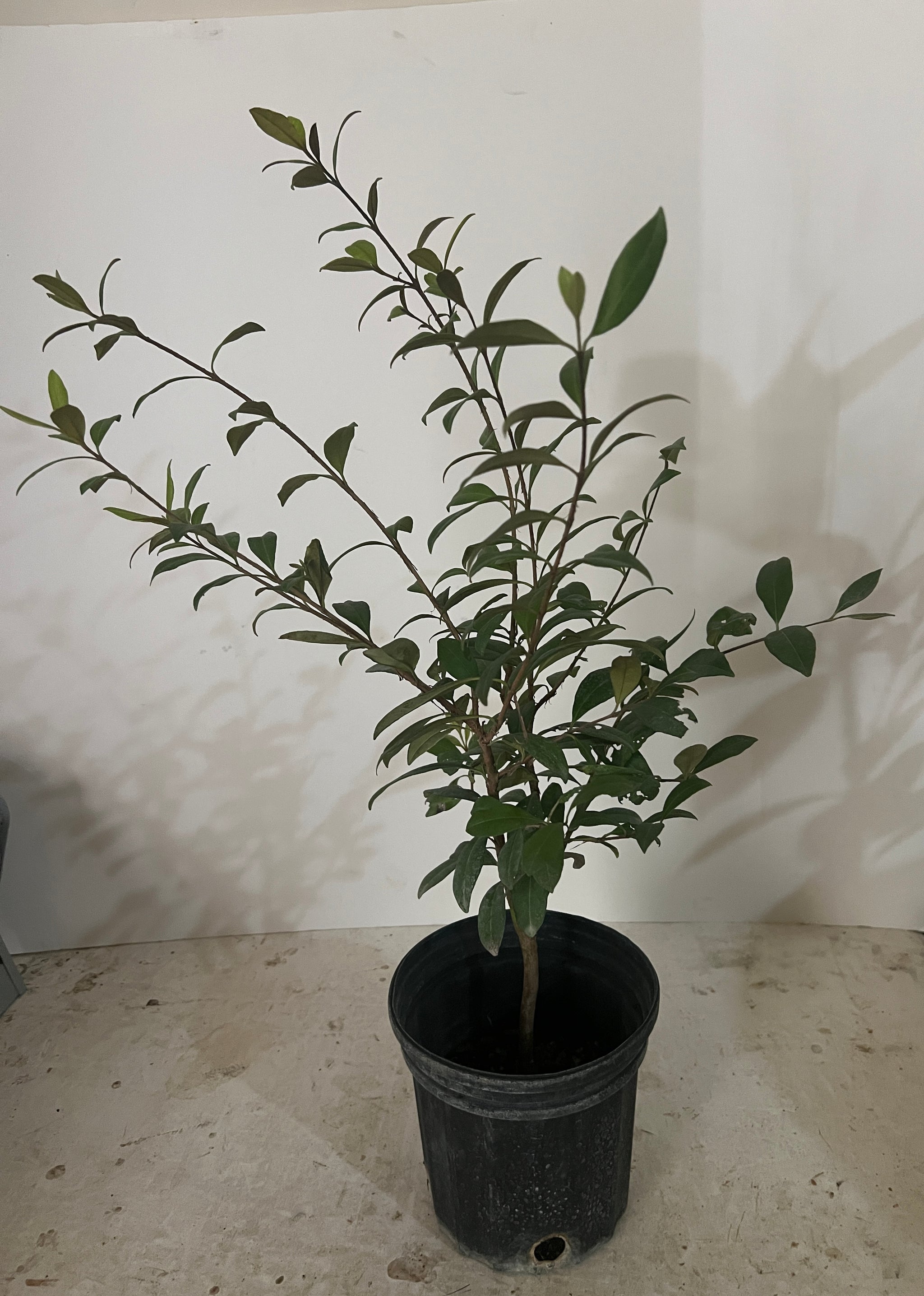 Rio Grand Cherry Seedling Tree 1 Gallon Pot – Lara Farms Miami