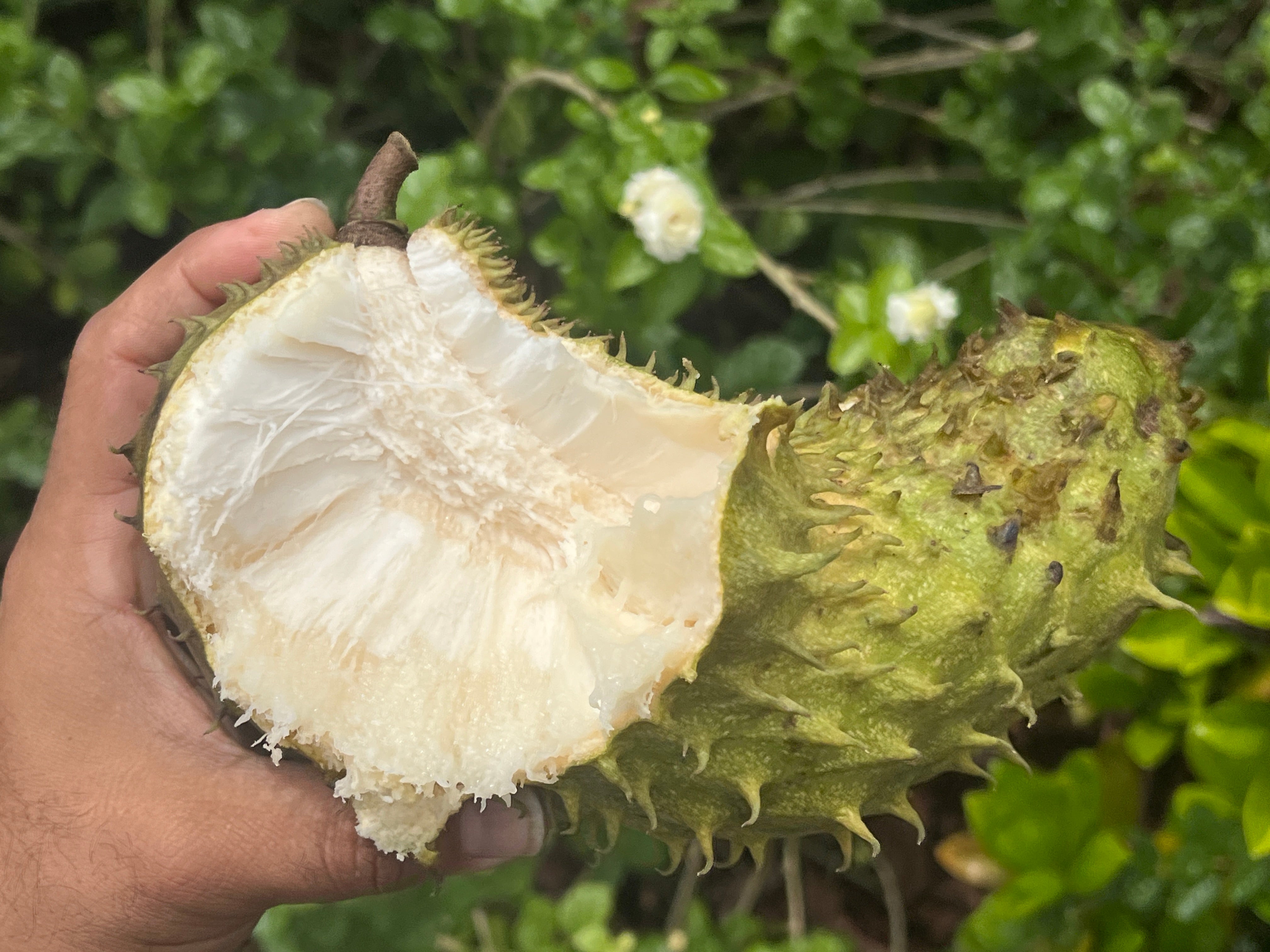 Miami cv. grown Guanabana Fruit 6 lbs