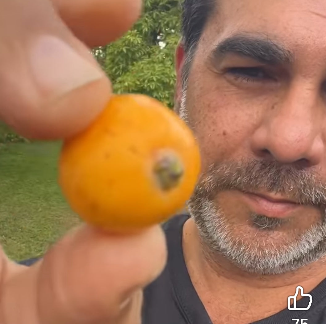 Container Loquat Grafted Loquat 1 gallon Container – Lara Farms Miami