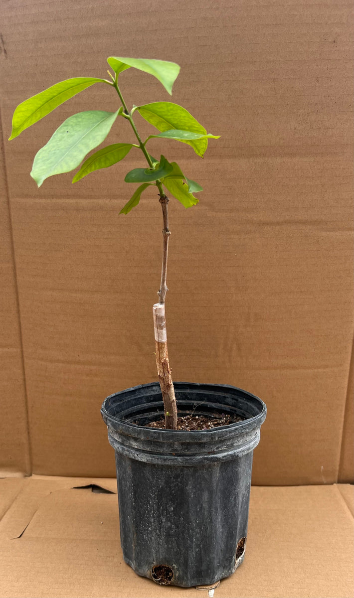 Grafted Java Plum Tree 1 Gallon Pot – Lara Farms Miami