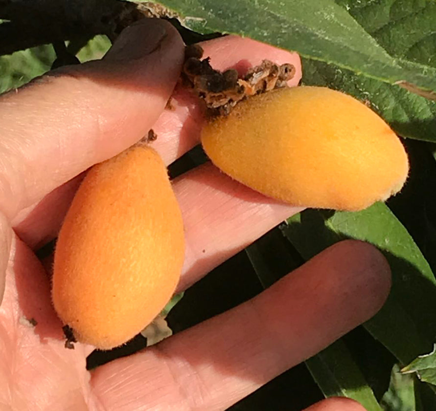Container Loquat Grafted Loquat 1 gallon Container – Lara Farms Miami