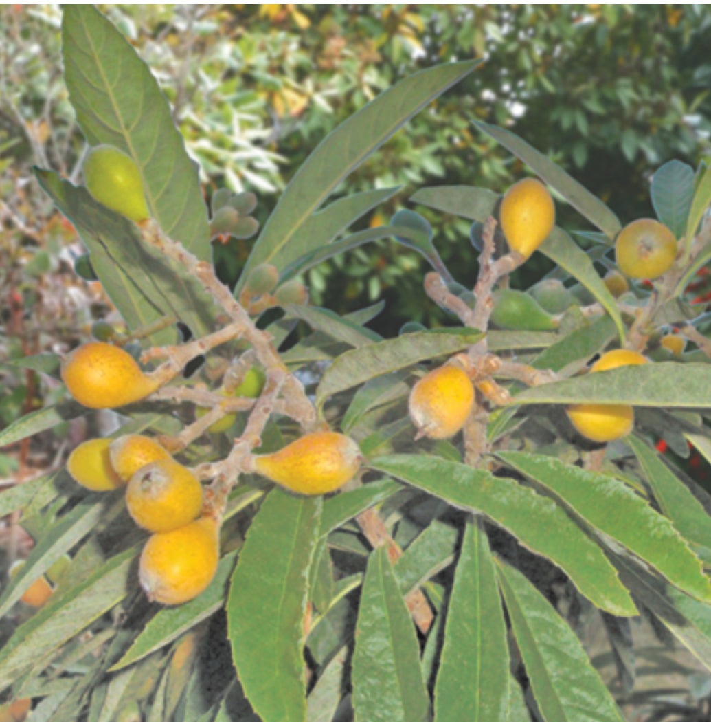 Container Loquat Grafted Loquat 1 gallon Container – Lara Farms Miami