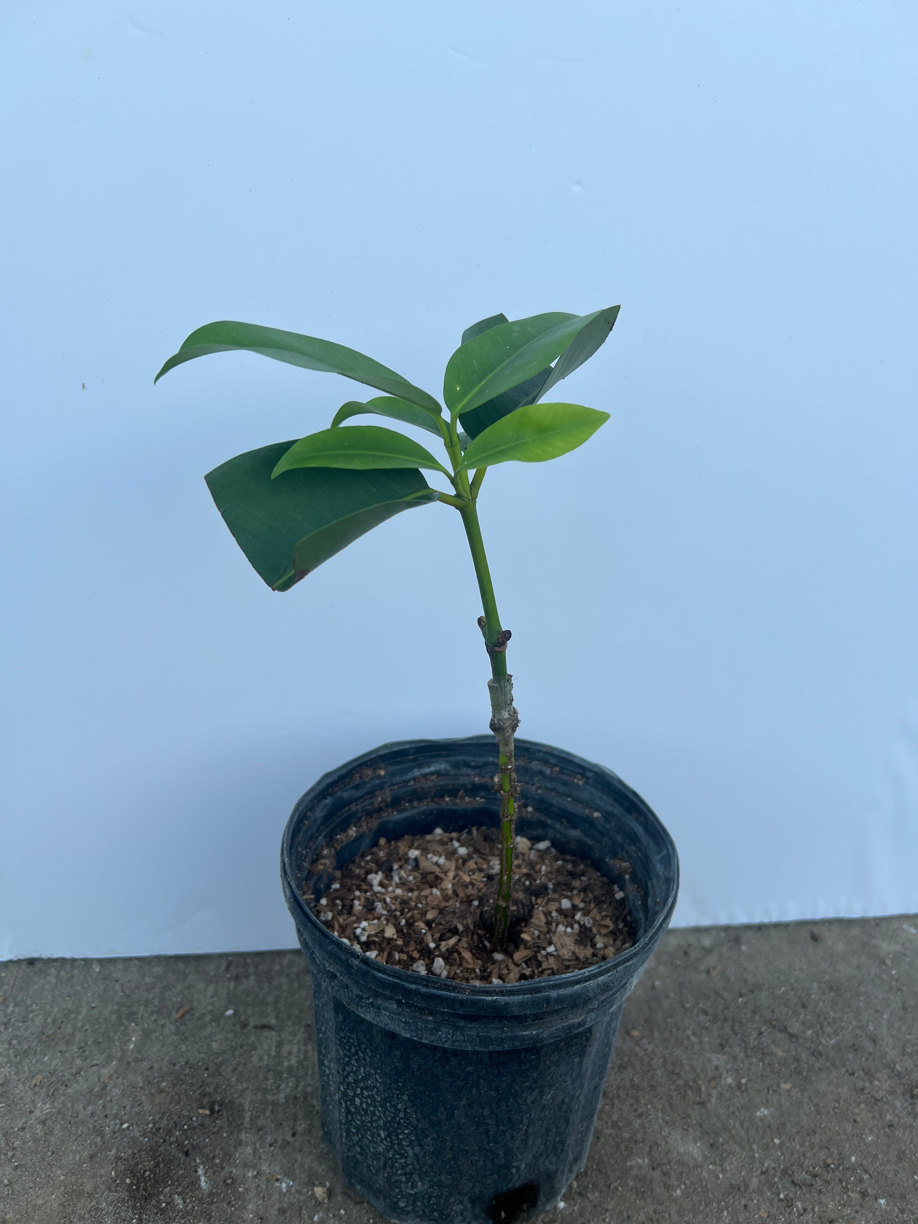 mangosteen plant in pot Grafted Seashore Mangosteen Tree 1 Gallon Pot – Lara Farms Miami