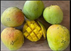 *Grafted MANGO TREE 1 GALLON (70+ VARIETIES WOW!)