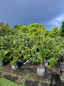 Avocado 7 Gallon