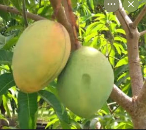 *Grafted MANGO TREE 1 GALLON (70+ VARIETIES WOW!)