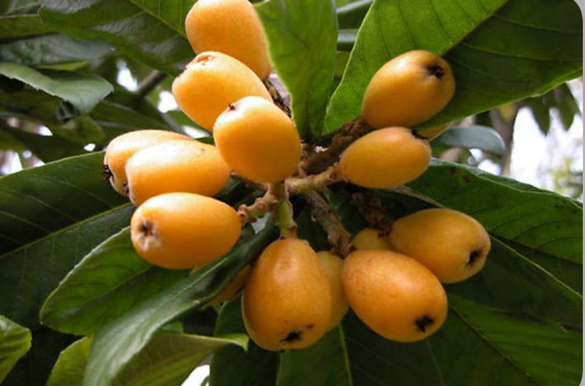 Container Loquat Grafted Loquat 1 gallon Container – Lara Farms Miami