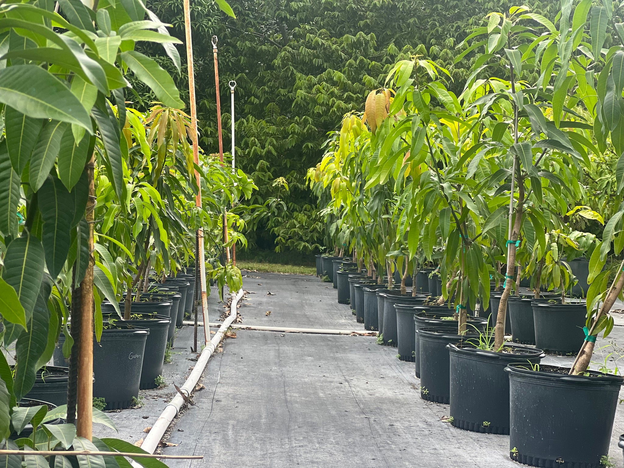 Tropical Friut Trees in 7 gallon Container – Lara Farms Miami