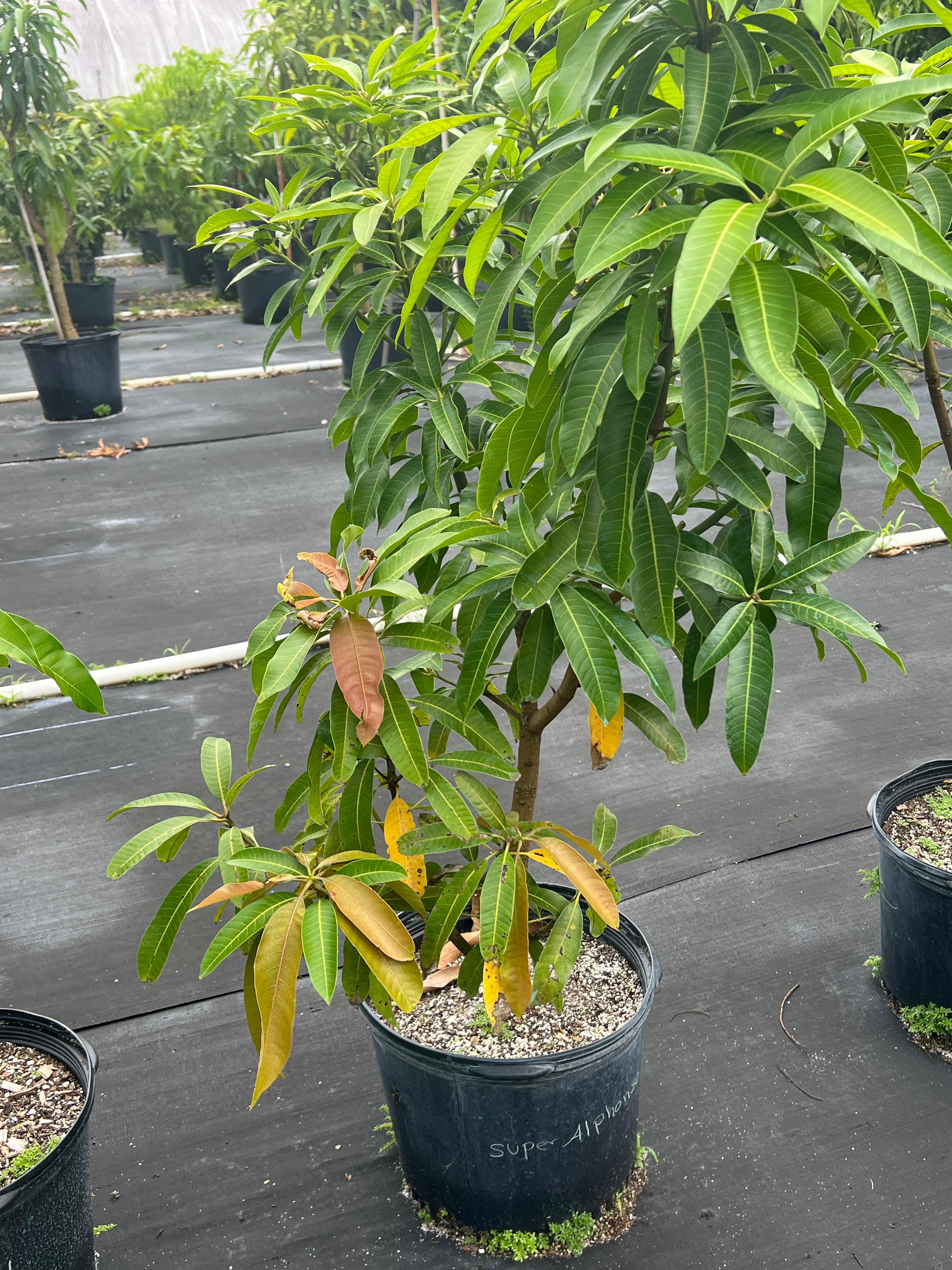 mango plant pot GRAFTED MANGO TREE 7 GALLON POT – Lara Farms Miami