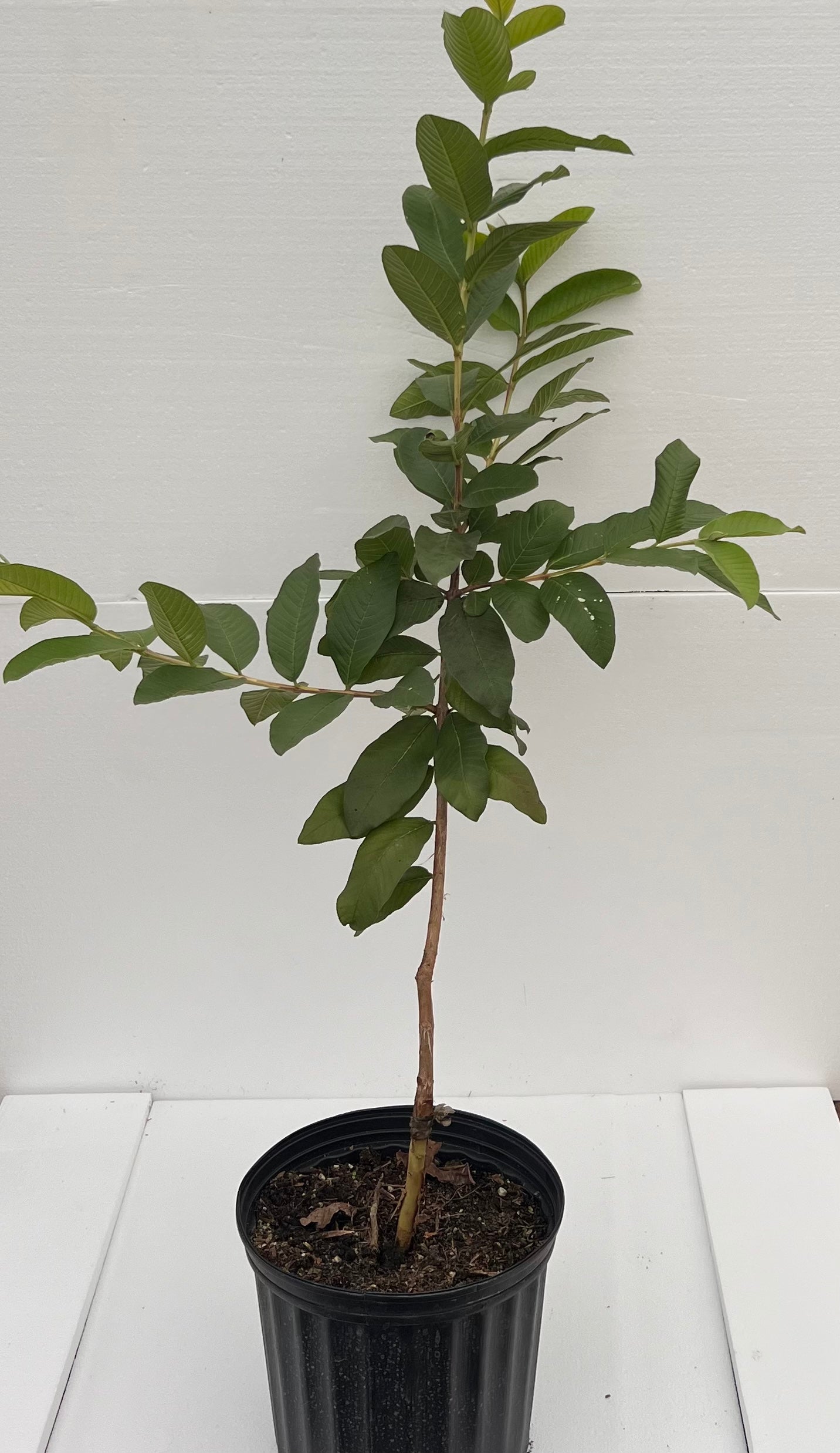 pot size for guava plant Grafted Guava 3 Gallon Pot – Lara Farms Miami
