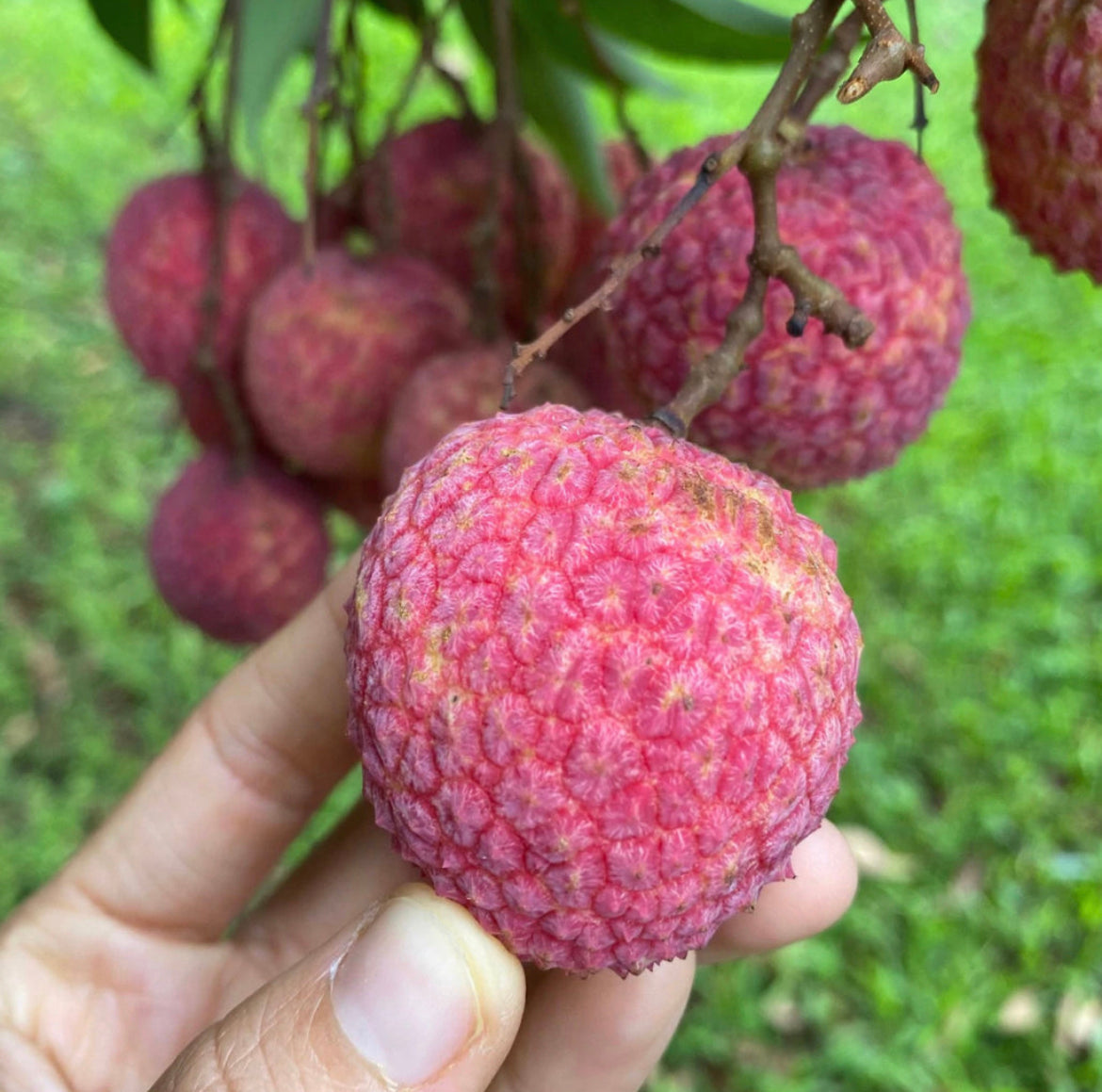 Lychee Rack Lychee Tree Airlayer 3 Gallon Pot – Lara Farms Miami