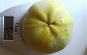 Grafted White Sapote AKA Tropical Pear tree 1 Gallon (2 Varieties)