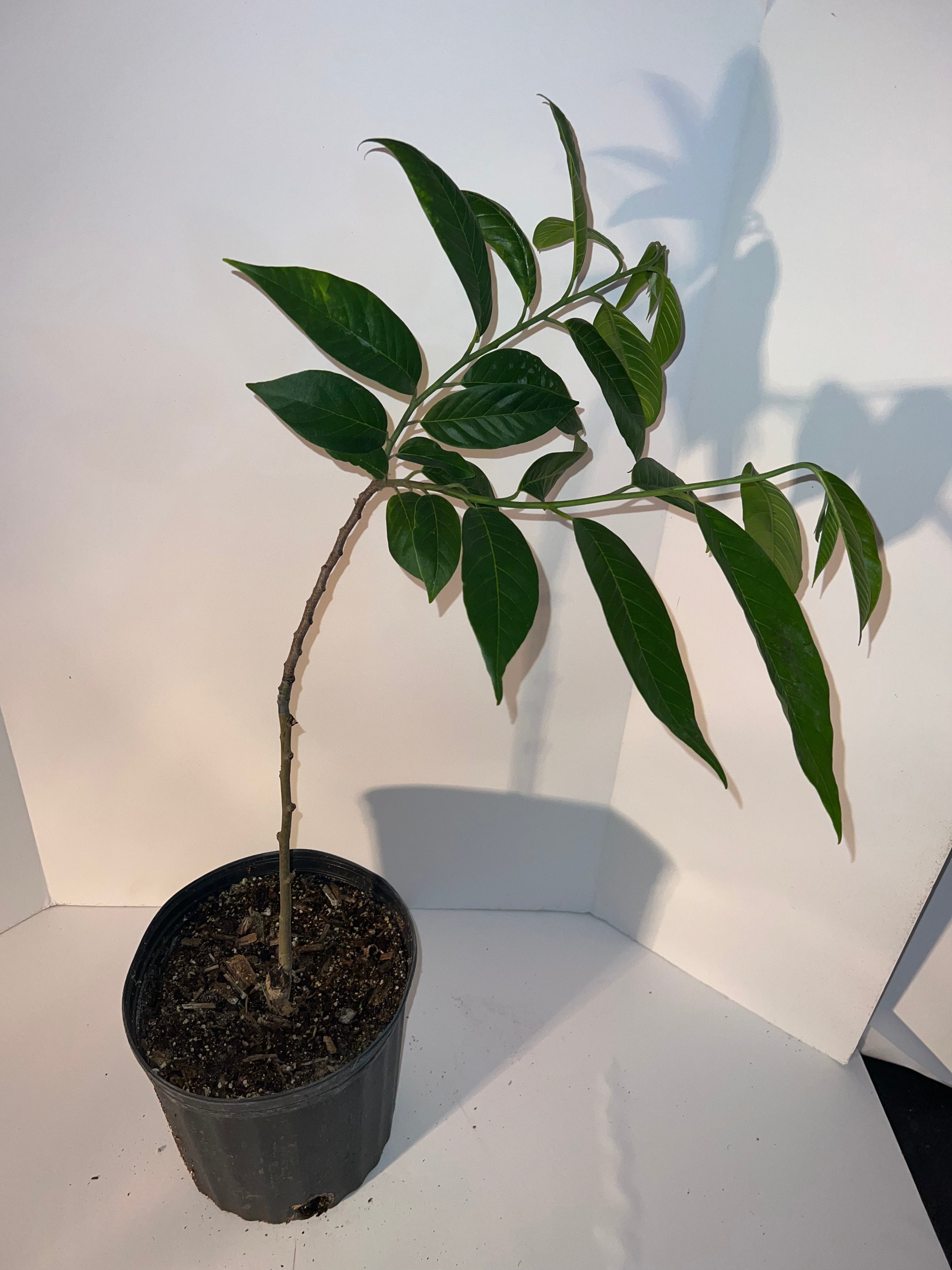custard apple plant in pot Grafted Custard Apple Tree 3 Gallon Pot