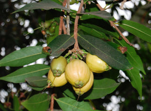 Rose Apple Tree Airlayer 3 Gallon Pot