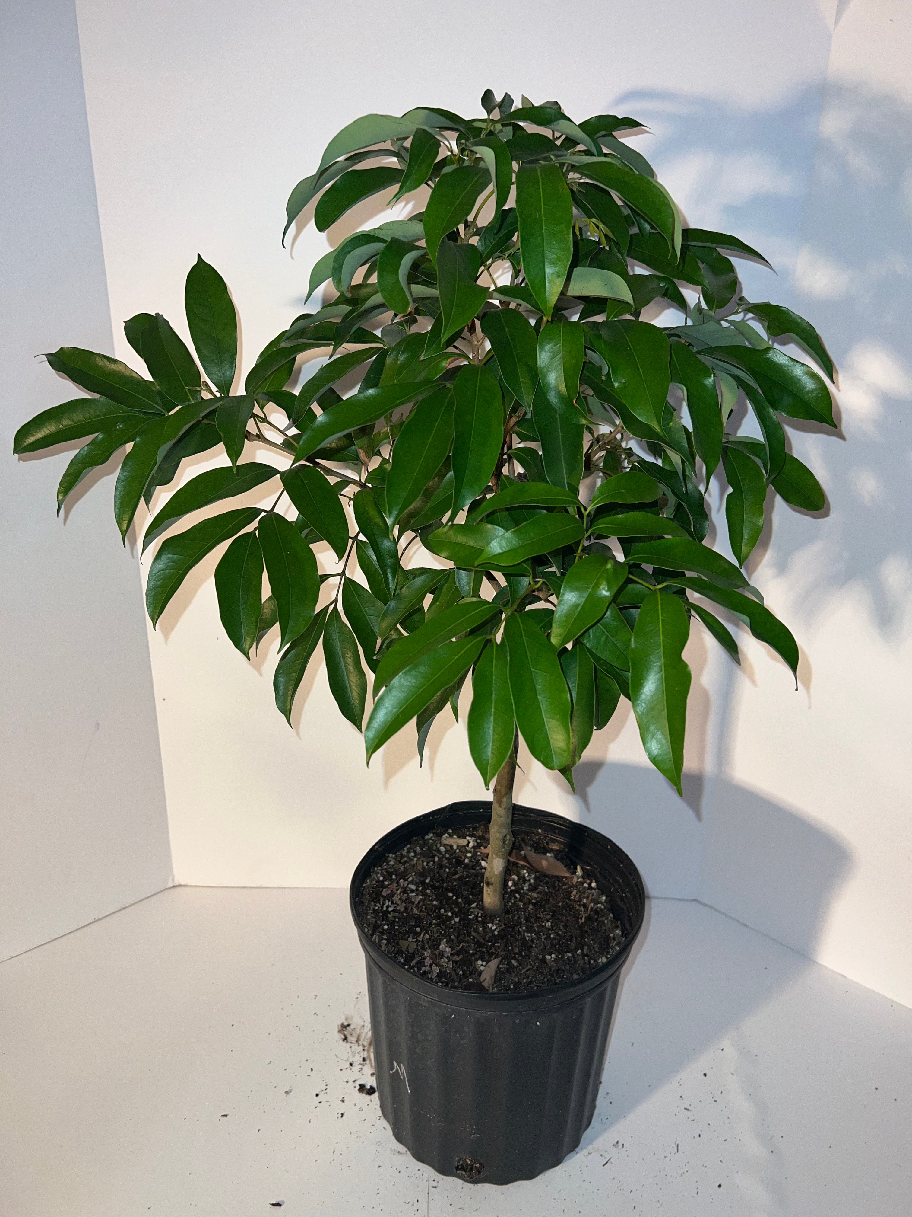 lychee house plant Lychee Tree Airlayer 3 Gallon Pot – Lara Farms Miami