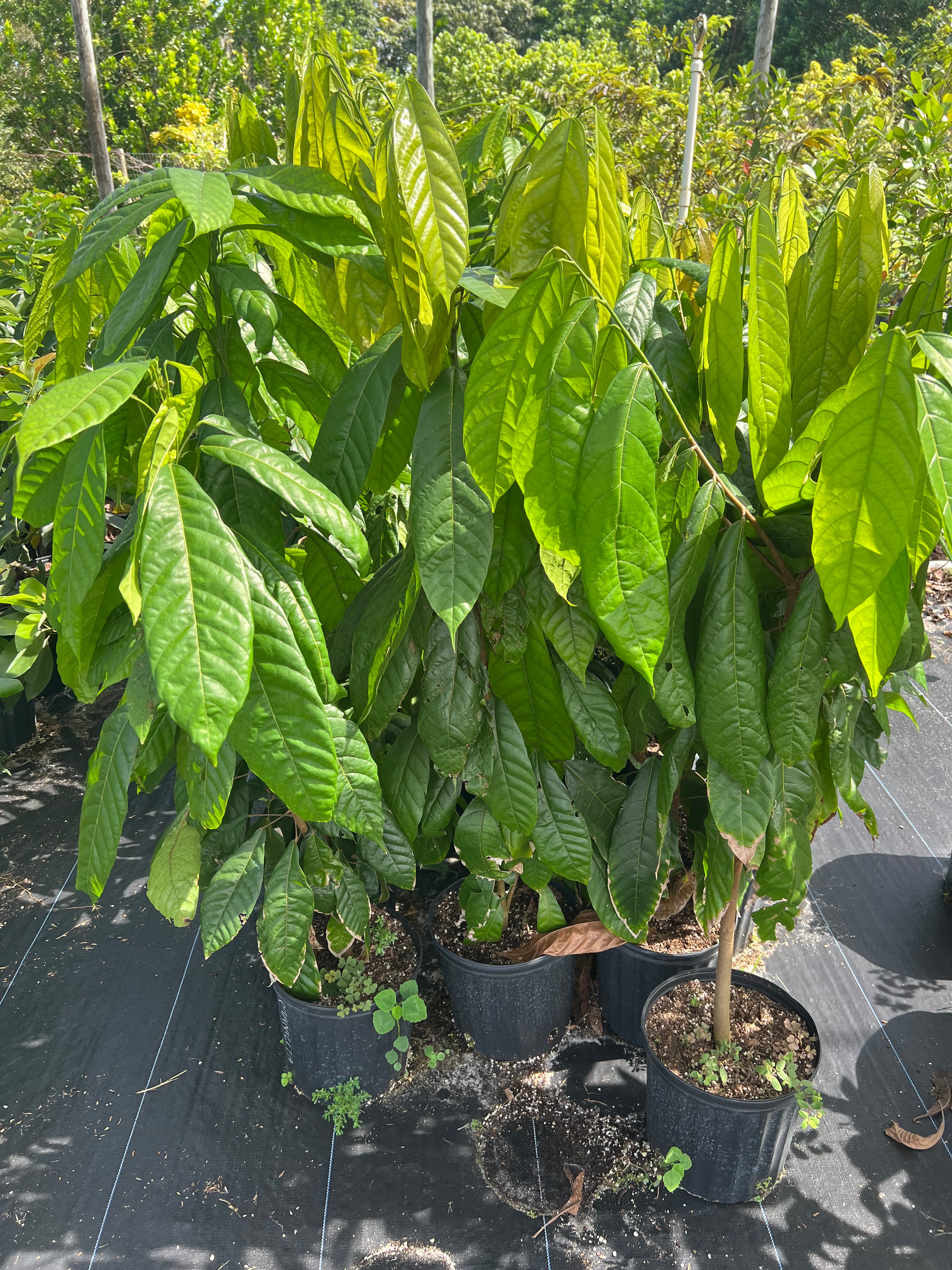 Cacao Tree 3 Gallon (Seedling)