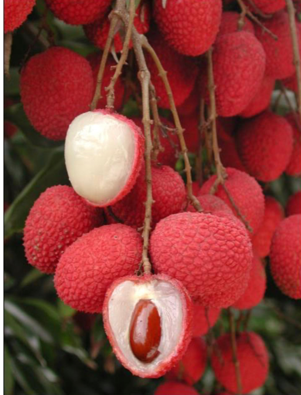 Lychee Fruit Box (Unfortunately Lychee Is On California’s Do Not Ship From Florida List)