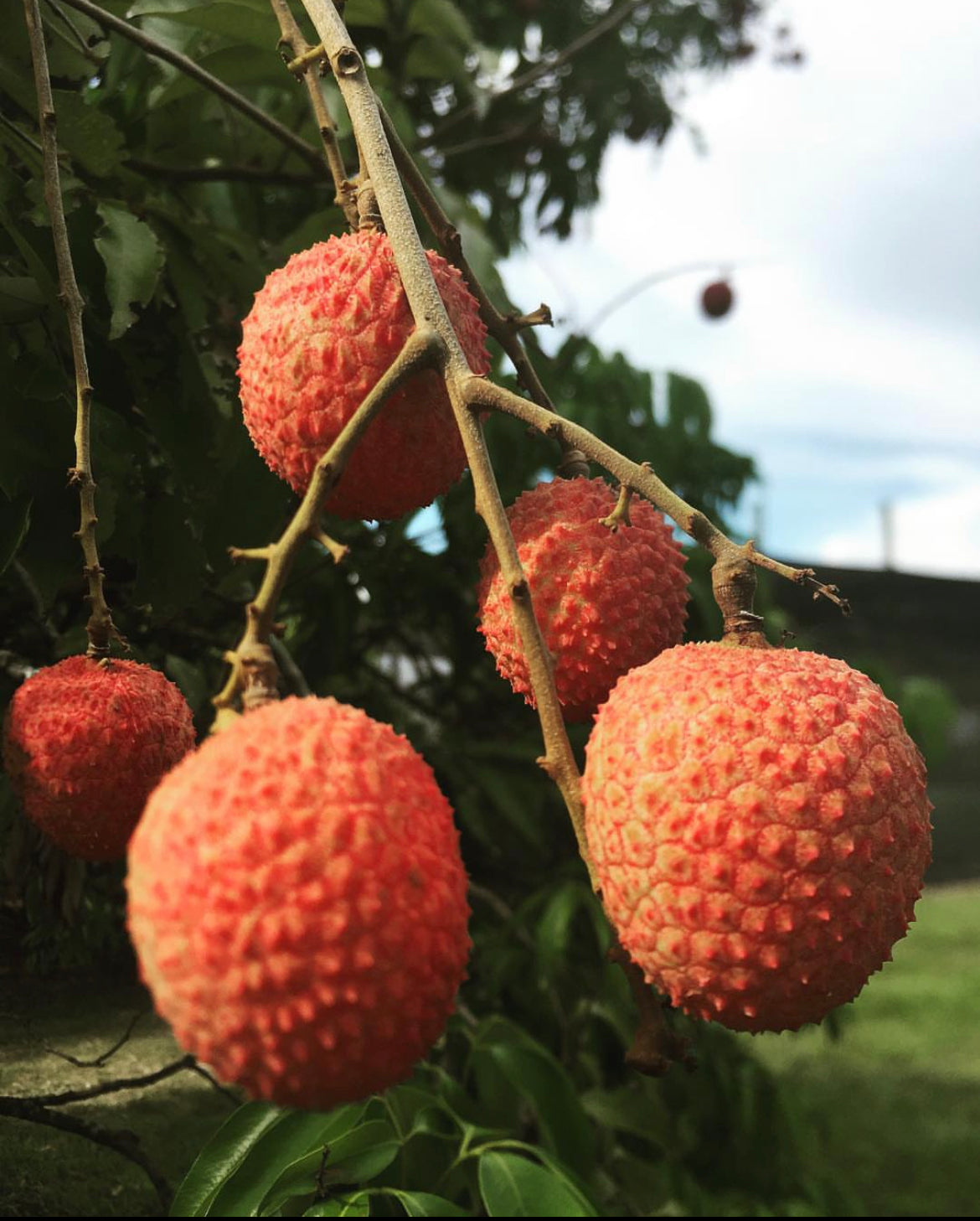 Lychee Fruit Box (Unfortunately Lychee Is On California’s Do Not Ship From Florida List)
