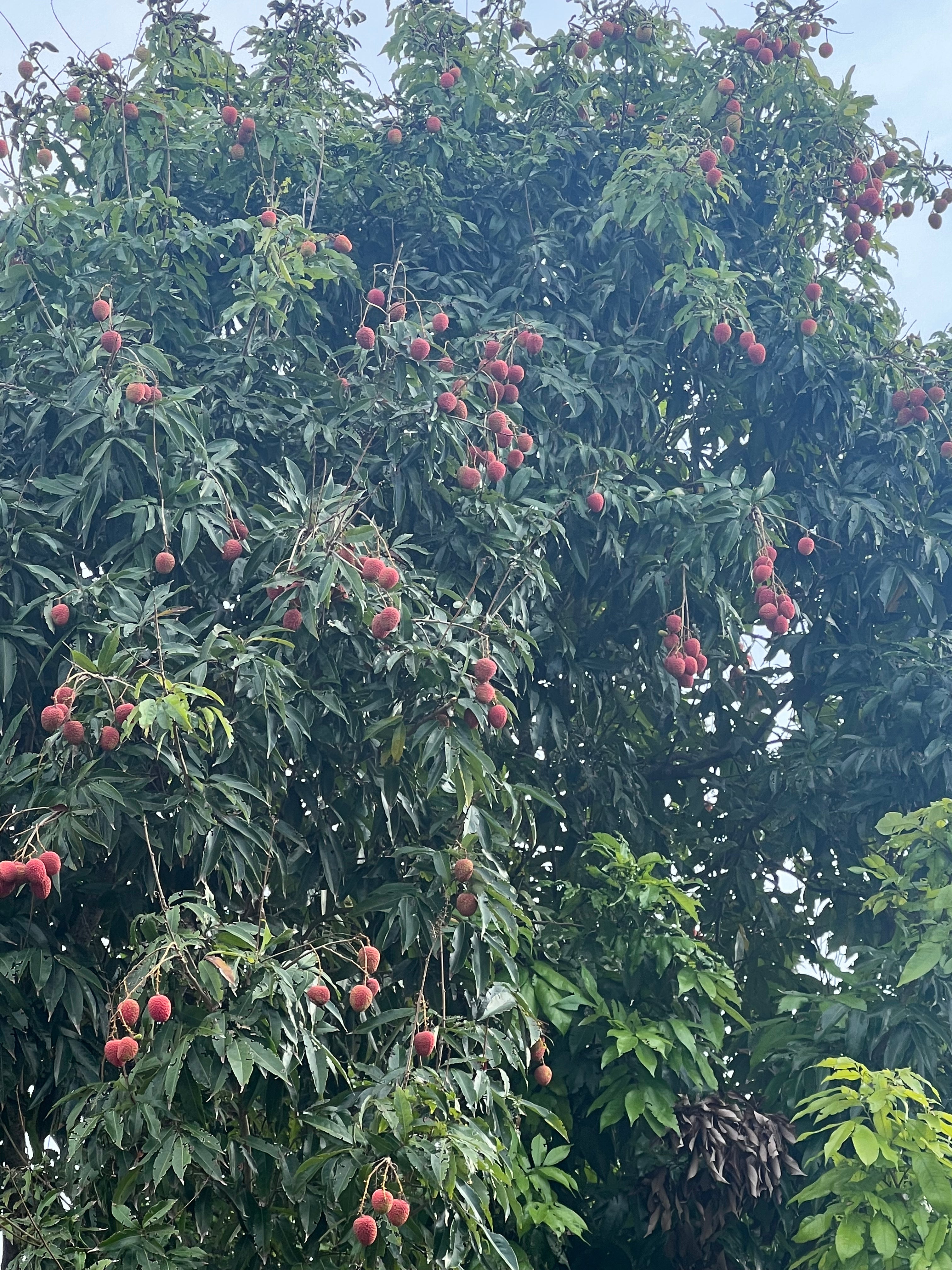 Lychee Fruit Box (Unfortunately Lychee Is On California’s Do Not Ship From Florida List)