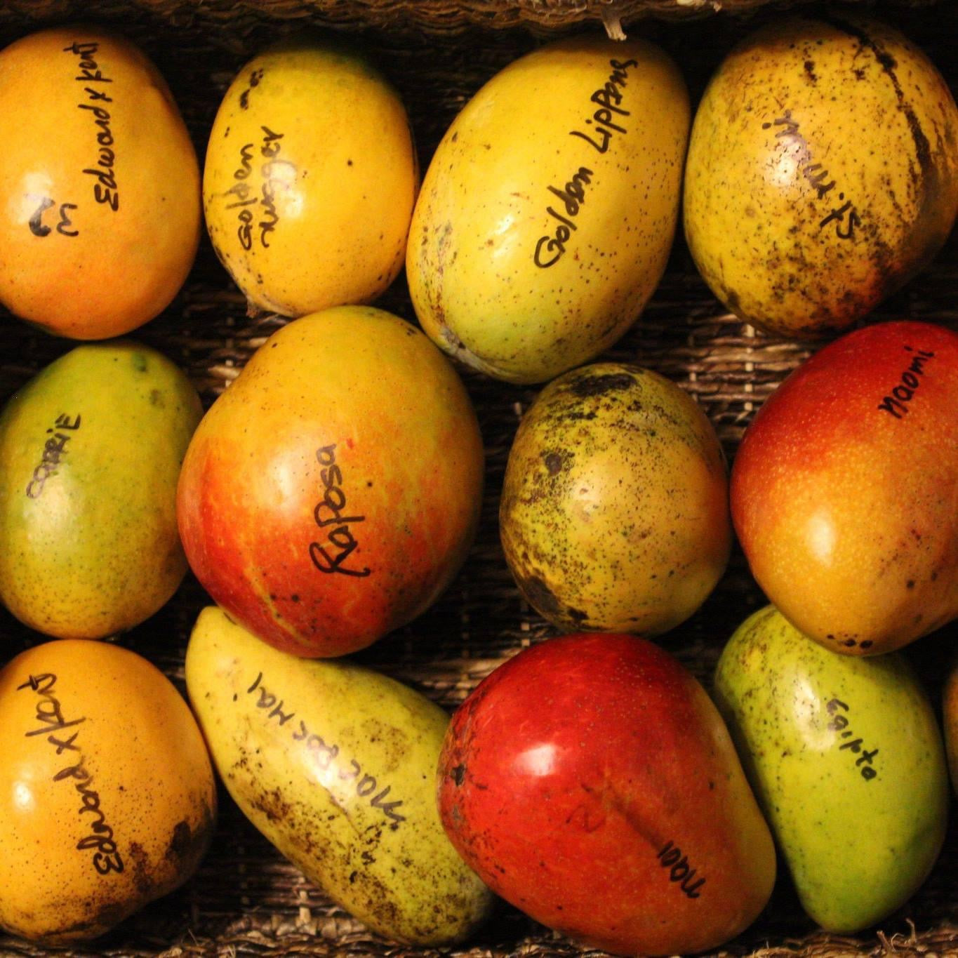 PRE-ORDER Glenn Mango Fruit Box 5 lbs (For June-July)