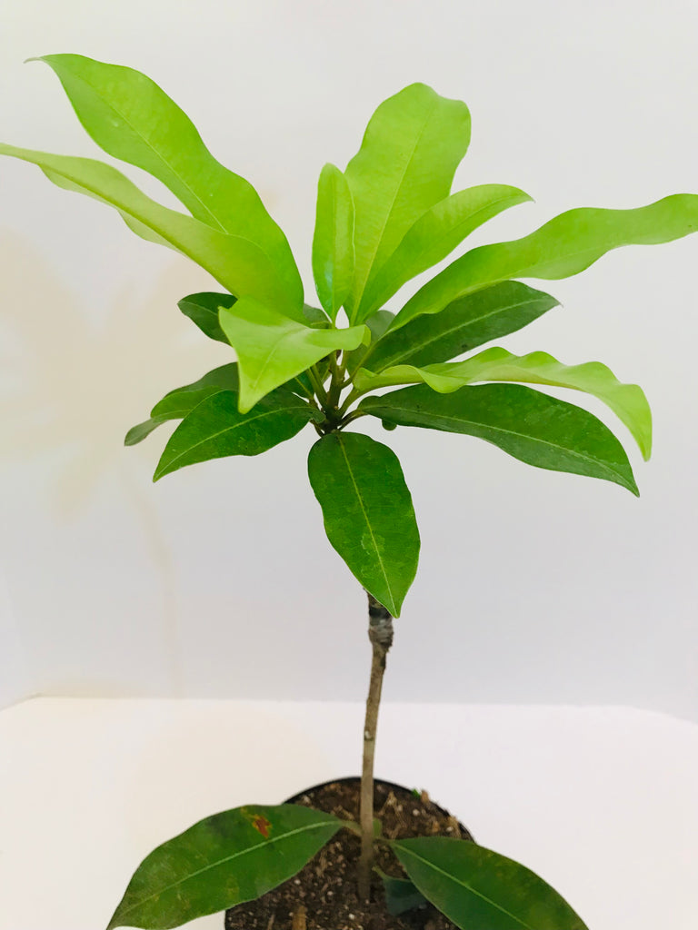 Grafted Sapodilla aka Nispero Tree 1 Gallon (8 Varieties) – Lara Farms ...