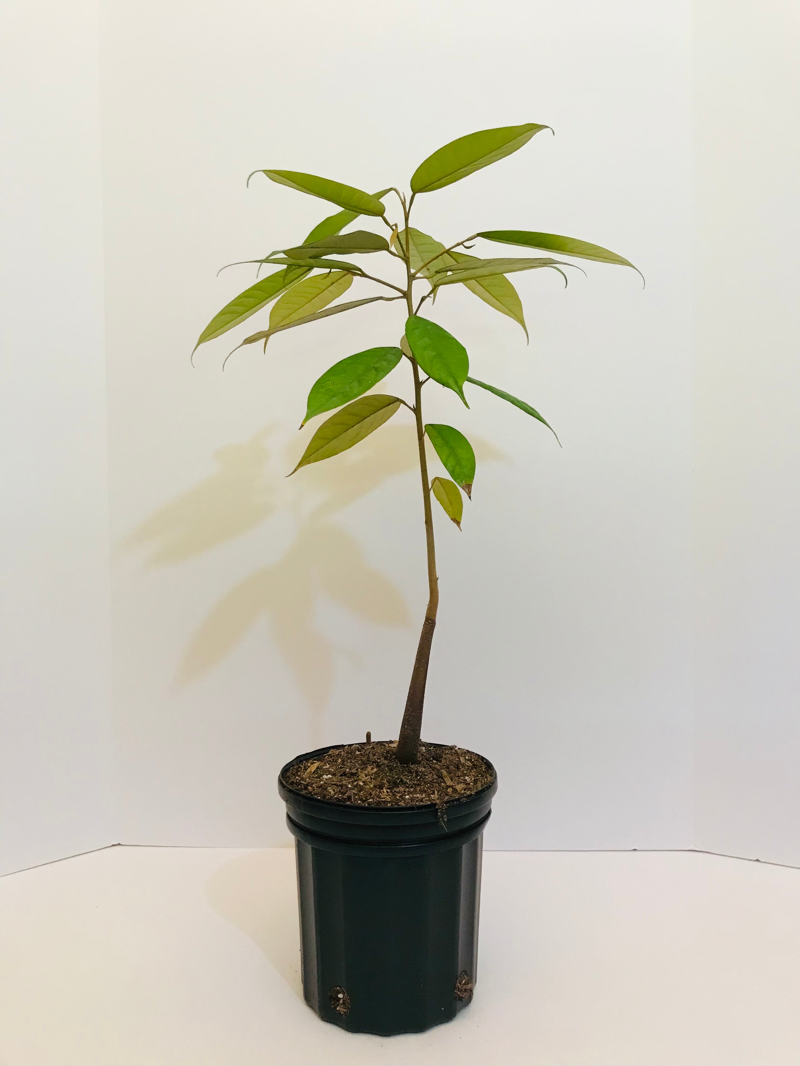 Durian Seedling 1 gallon