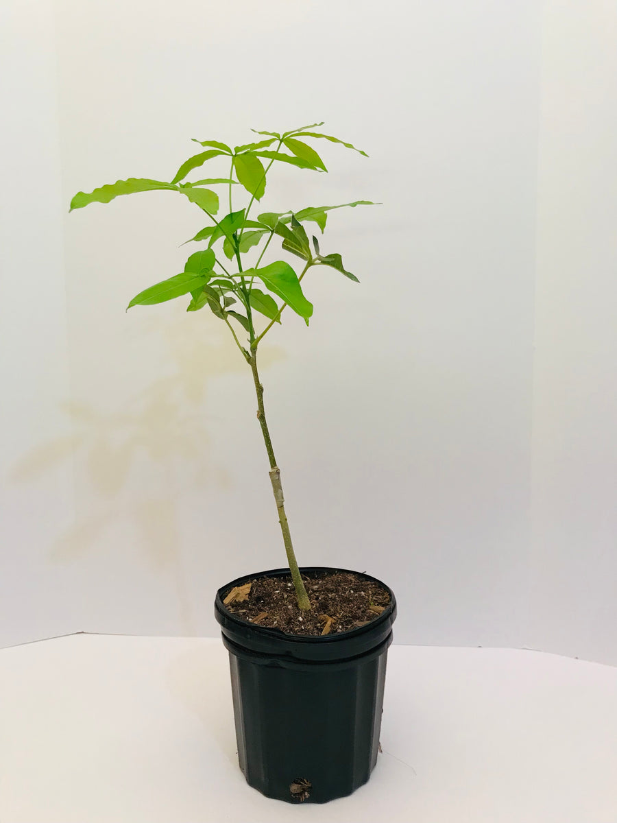 Grafted White Sapote AKA Tropical Pear tree 1 Gallon (2 Varieties ...