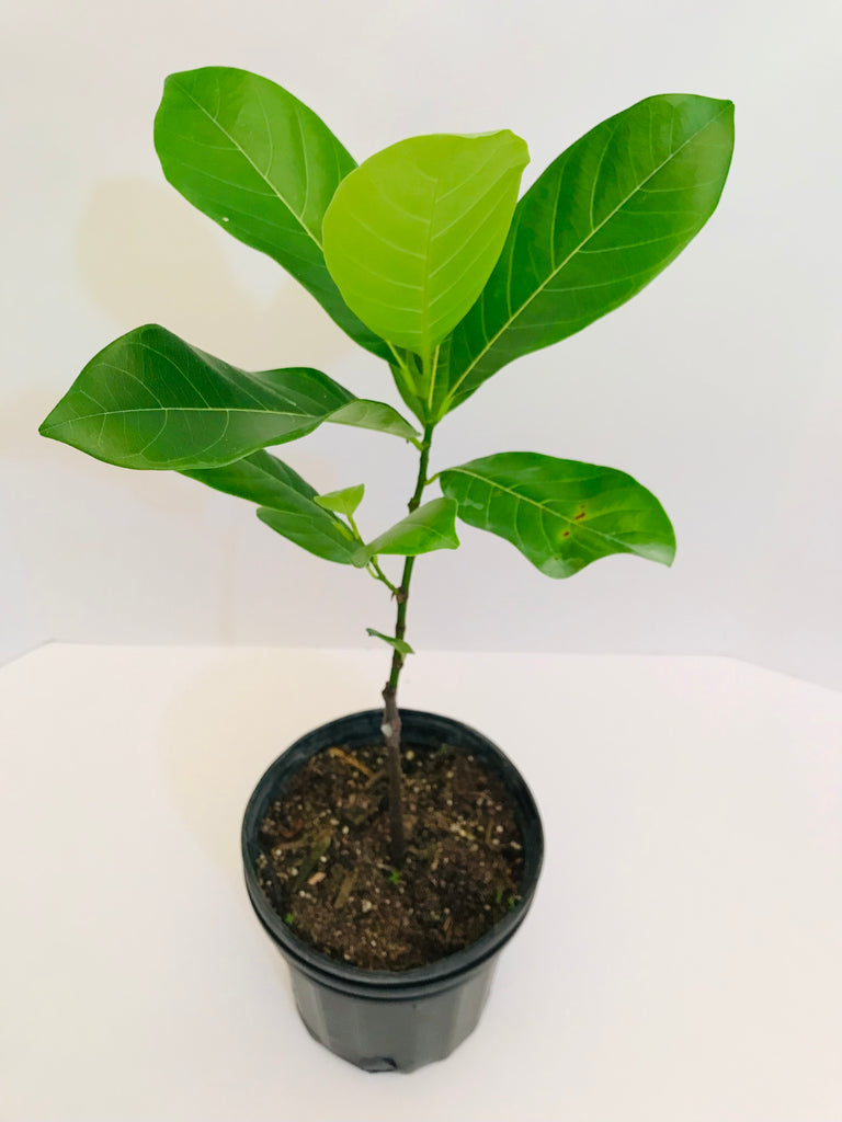 Grafted Jackfruit tree aka Jaca 1 Gallon (11 Varieties) – Lara Farms Miami
