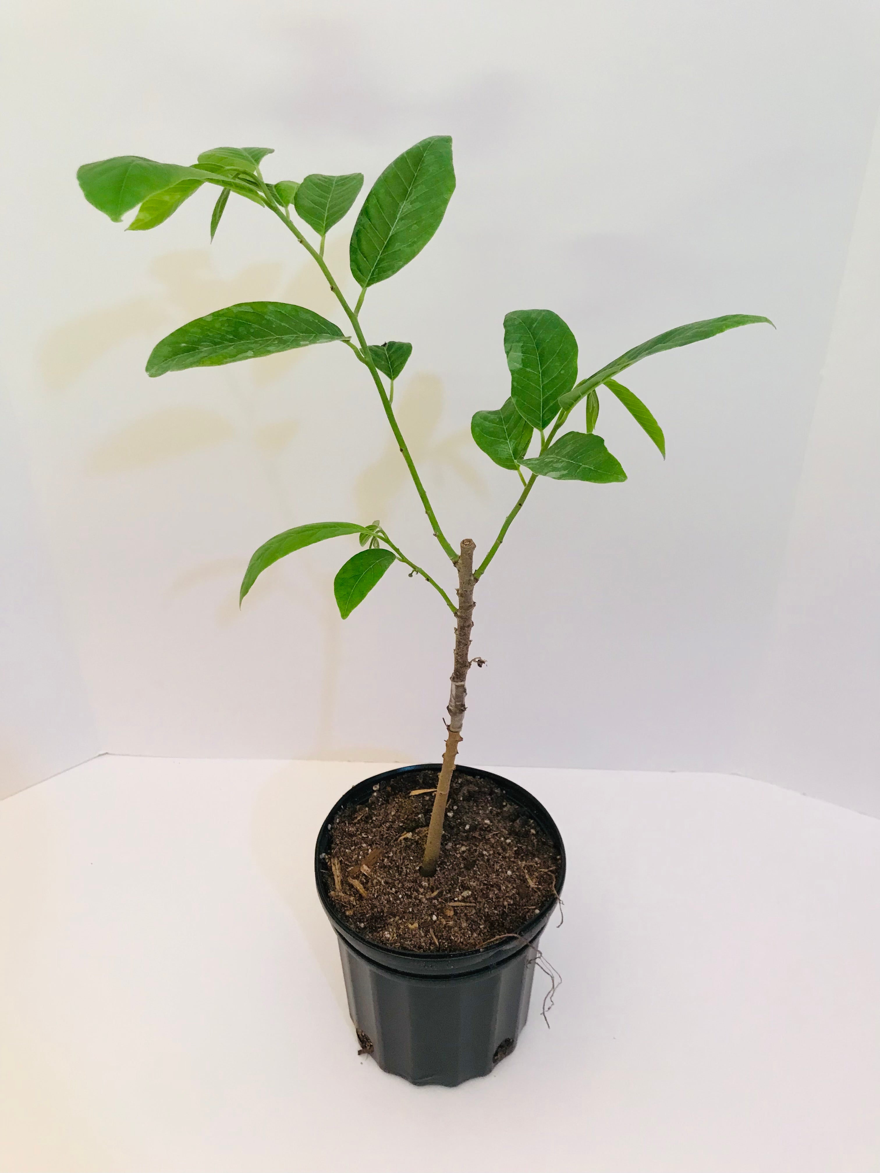 custard apple plant in pot Grafted Anonna reticulata aka Custard Apple tree 1 Gallon (3 Varieties – Lara Farms Miami