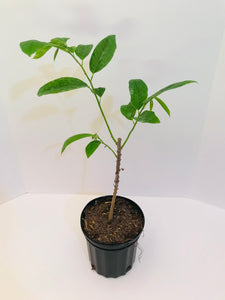 Grafted Anonna reticulata aka Custard Apple tree 1 Gallon (3 Varieties)