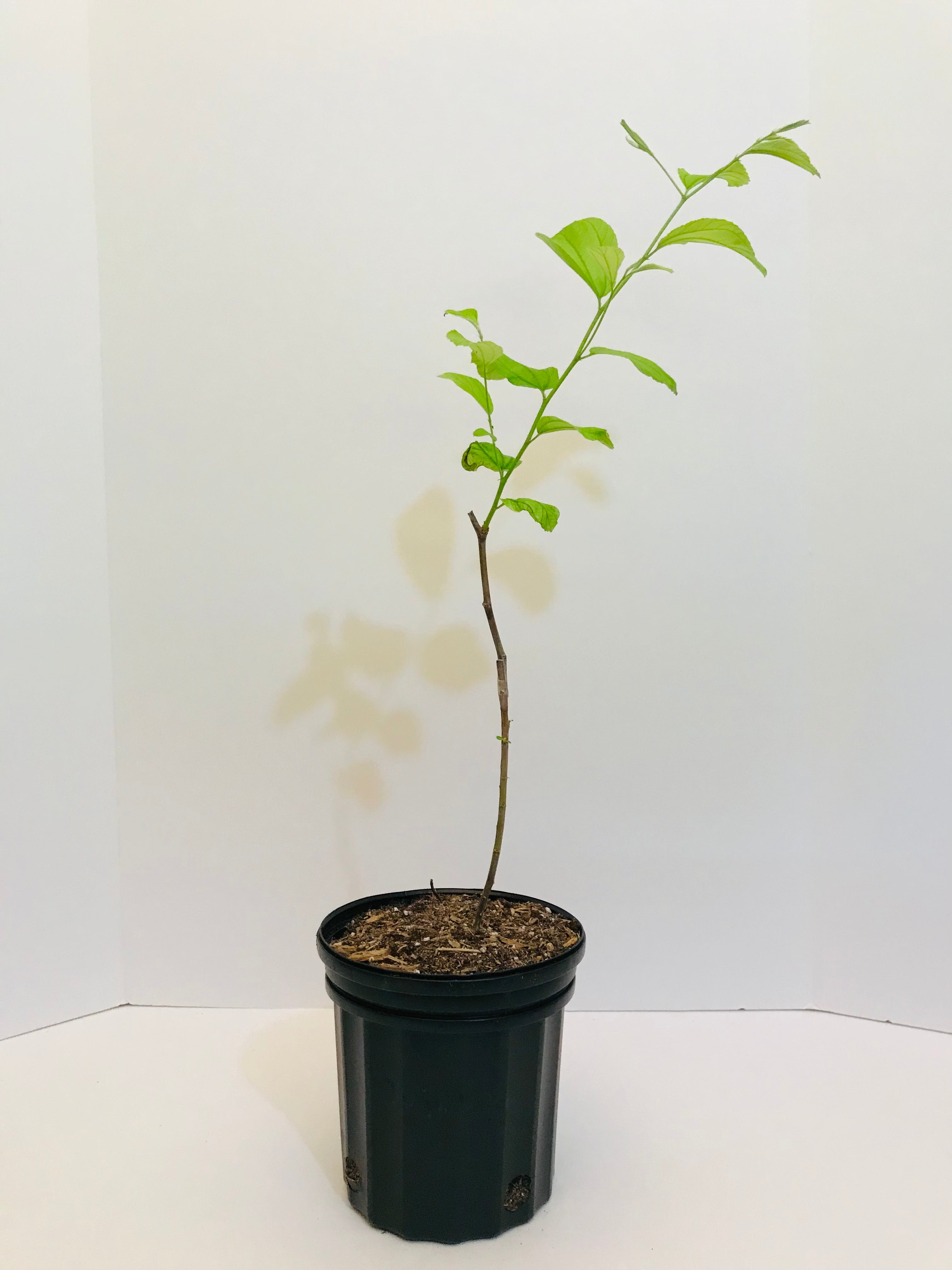 Grafted Jujubee tree 1 gallon (Taiwanese thornless, egg size fruit)