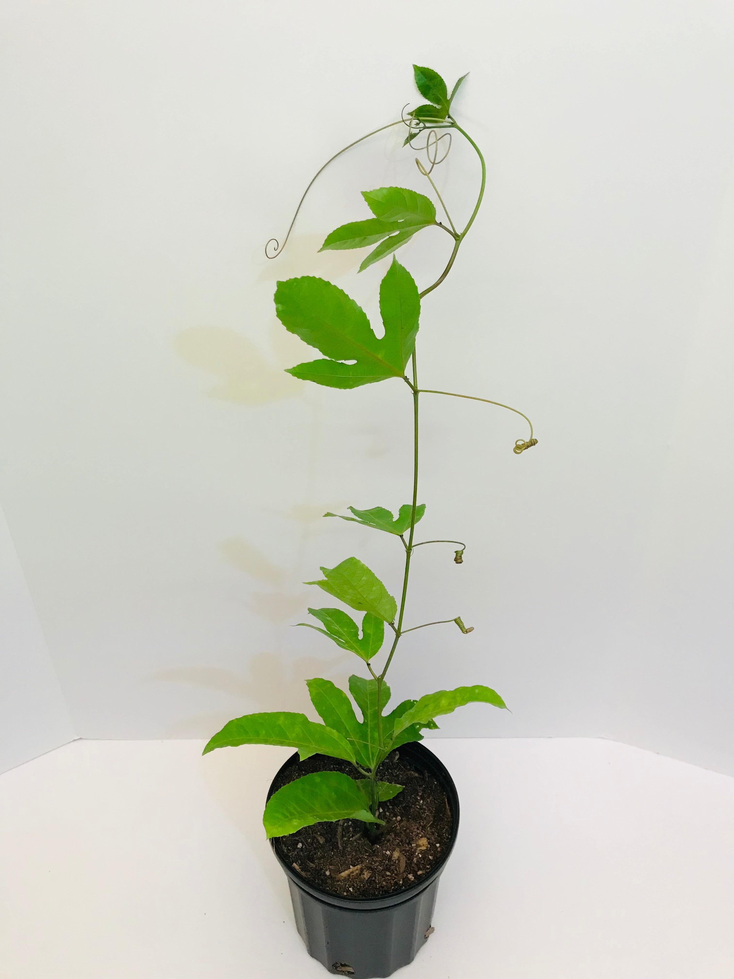 passion fruit plant pot Purple Self Polinating Passion Fruit vine (From Cutting) 1 Gallon pot – Lara Farms Miami