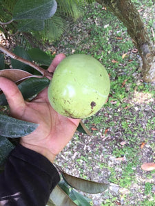 Grafted Caimito AKA Star Apple tree 1 Gallon (3 Varieties)