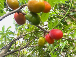 Hog Plum aka Cidruela aka Mombin aka Jocote 3 Gallons ( Large Cutting)