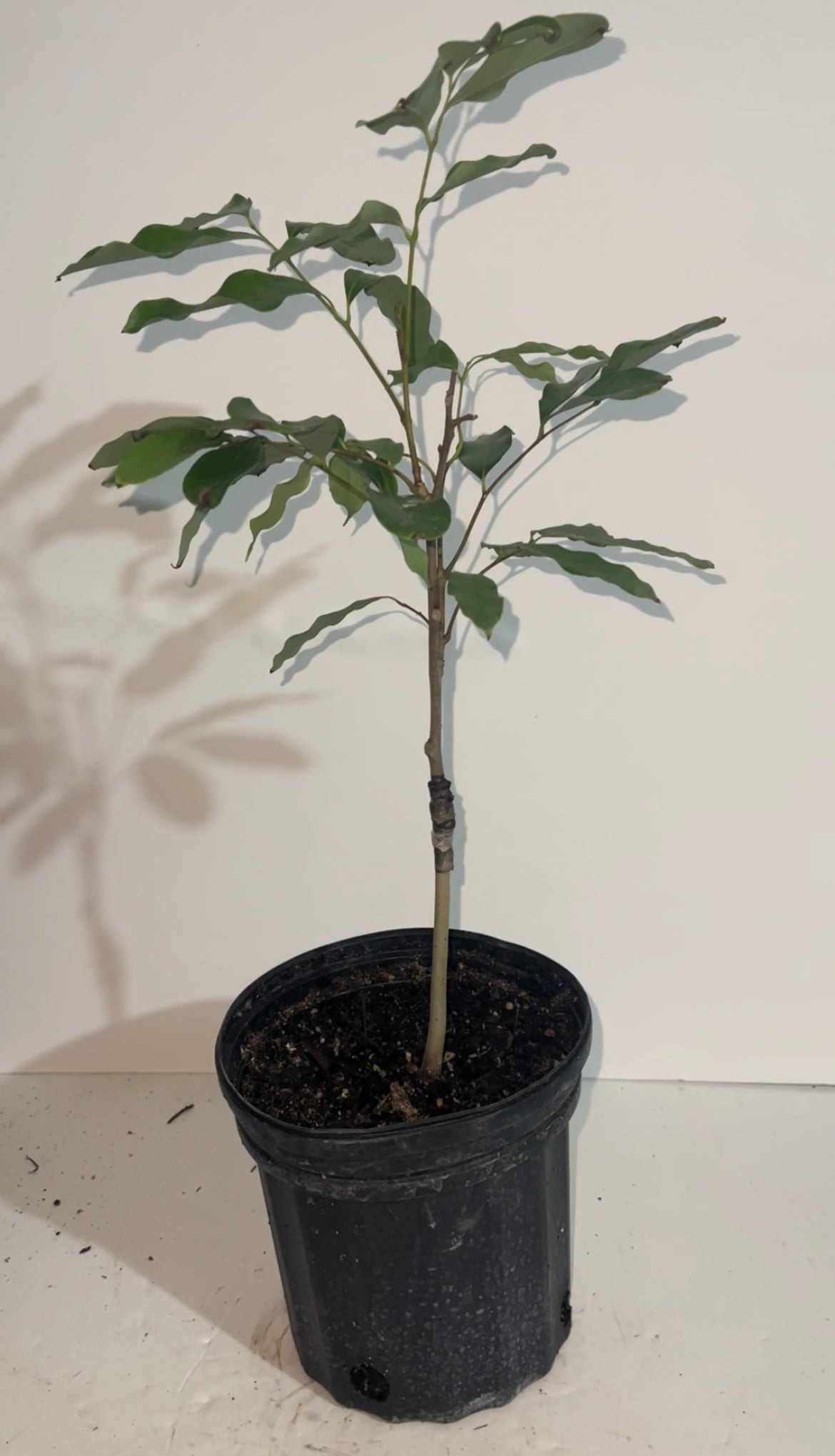 Grafted Lychee 1 Gallon Tree