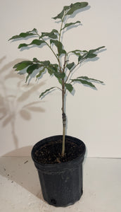 Grafted Lychee 1 Gallon Tree