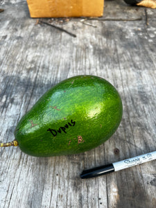 Avocado Fruit from our famous collection (Unfortunately Avocado fruit is on California's do not ship from Florida list)