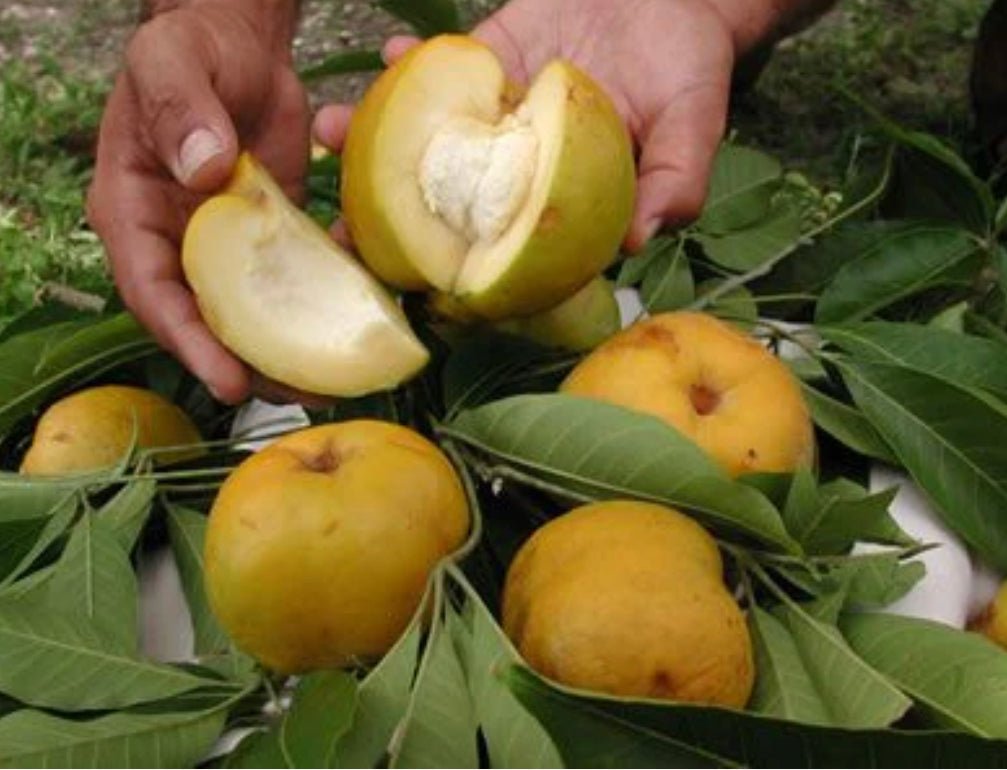 Grafted White Sapote AKA Tropical Pear tree 1 Gallon (2 Varieties)