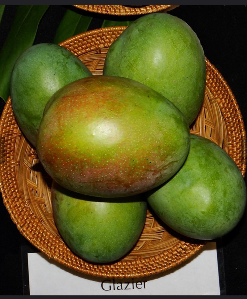 Rare and Mango Cultivars Lara Farms Miami