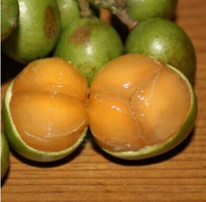 Grafted Spanish Lime aka Mamoncillo 1 Gallon Tree Montgomery cv. (Hermaphrodite, Makes Twin Seeded Fruit)