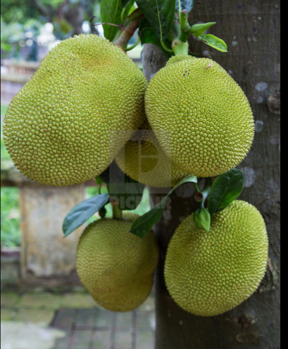 Grafted Jackfruit tree aka Jaca 1 Gallon (11 Varieties)