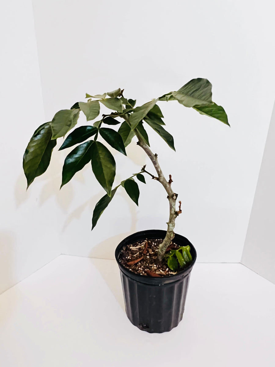 Ice Cream Bean aka Guama Airlayer (Machete type) Lara Farms Miami