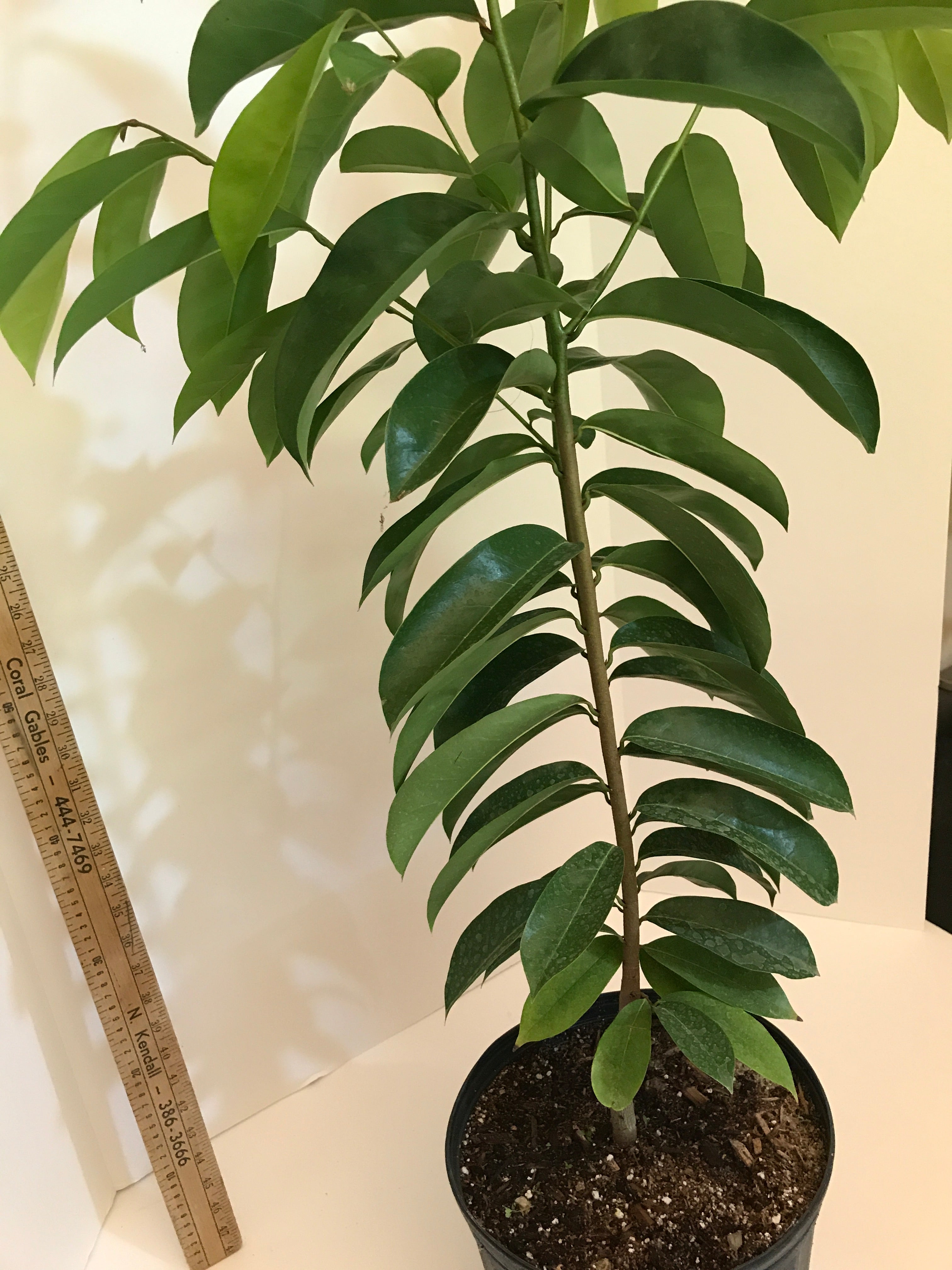 soursop plant in pot Grafted Guanabana aka Soursop Tree 3 Gallon Pot – Lara Farms Miami