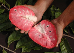 Custard Apple aka Anonna reticulata 5 Pounds (Unfortunately Custard Apple fruit is on California's do not ship from Florida list)