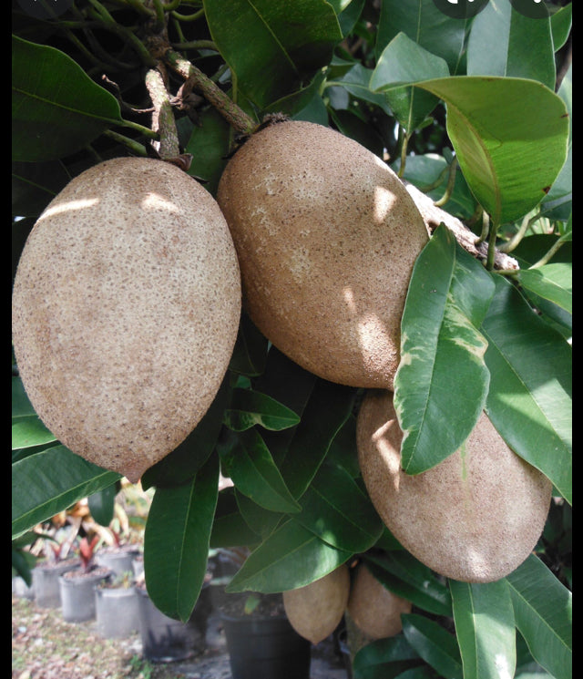 Sapero Tree Grafted Sapodilla aka Nispero Tree 1 Gallon (8 Varieties) – Lara Farms ...