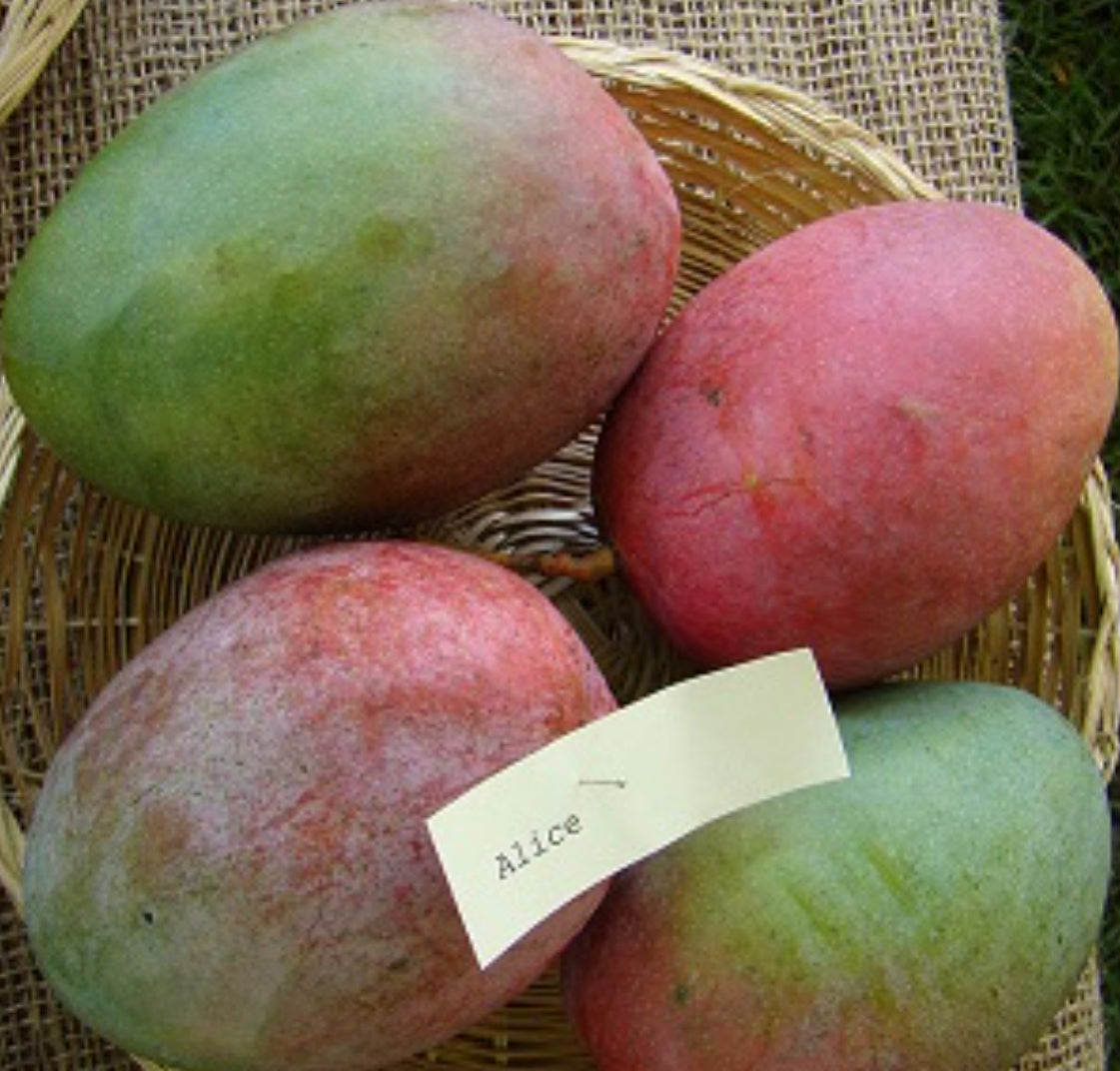 Rare and Mango Cultivars Lara Farms Miami
