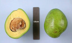 Grafted Avocado Tree 3 Gallon (13 Varieties)
